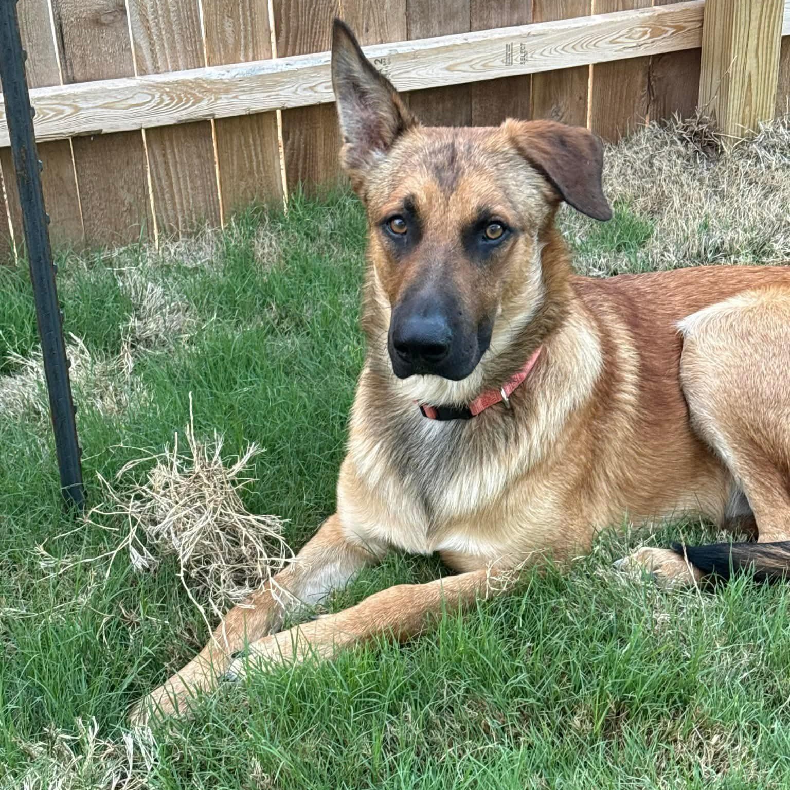 Enlarge Thorley, a ADOPTABLE mixed breed in Schertz, TX image 1/2