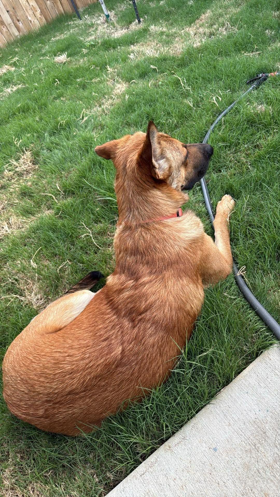Enlarge Thorley, a ADOPTABLE mixed breed in Schertz, TX image 2/2
