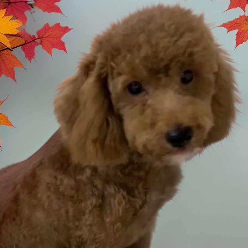 Enlarge Coco, an adopted Miniature Poodle in Mahopac, NY image 3/4