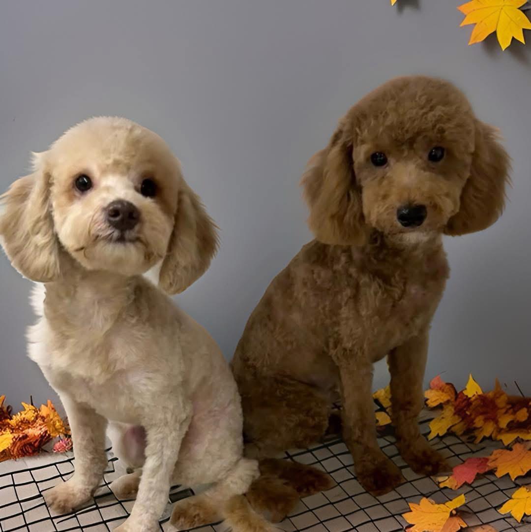 Coco, adopted, Puppy Male Miniature Poodle.