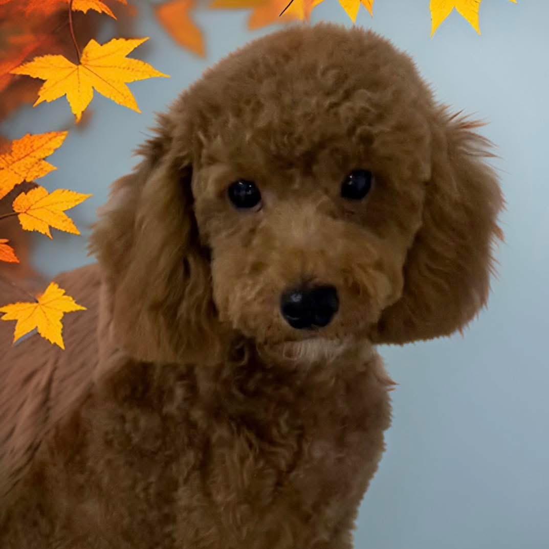 Enlarge Coco, an adopted Miniature Poodle in Mahopac, NY image 2/4