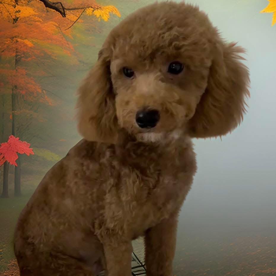Enlarge Coco, an adopted Miniature Poodle in Mahopac, NY image 4/4