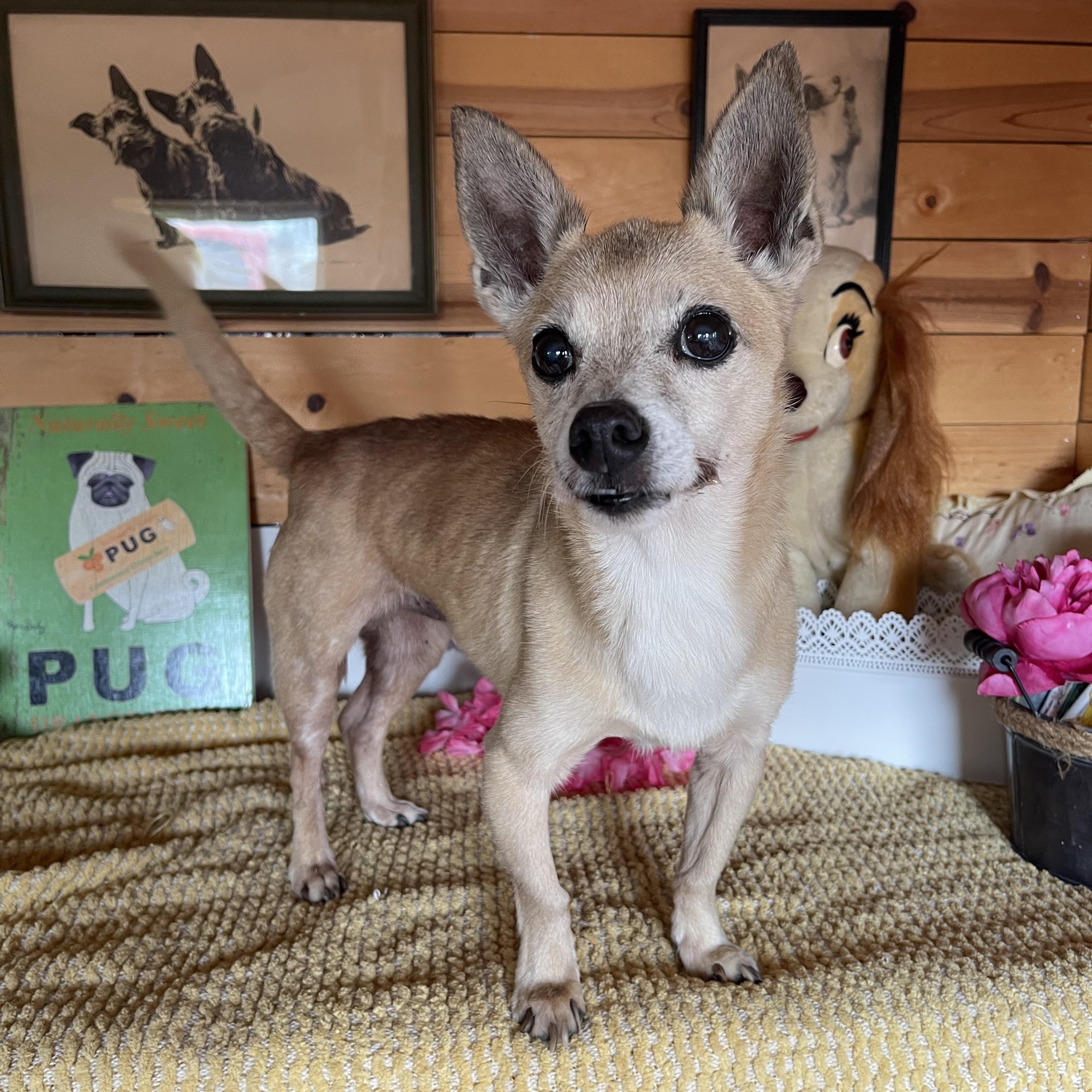 Enlarge Tony, a Adoptable Chihuahua in Vacaville, CA image 2/3