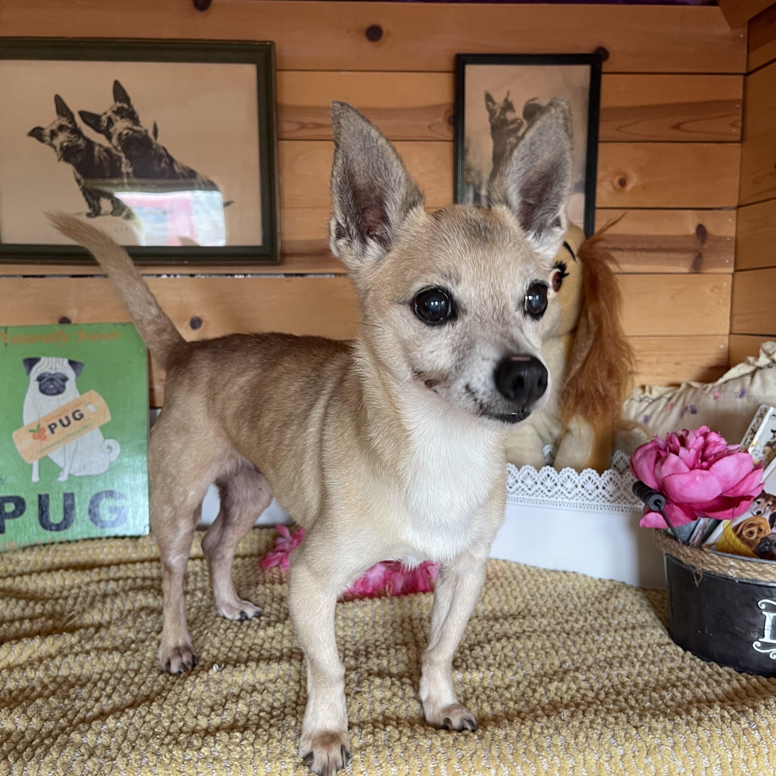 Enlarge Tony, a Adoptable Chihuahua in Vacaville, CA image 1/3