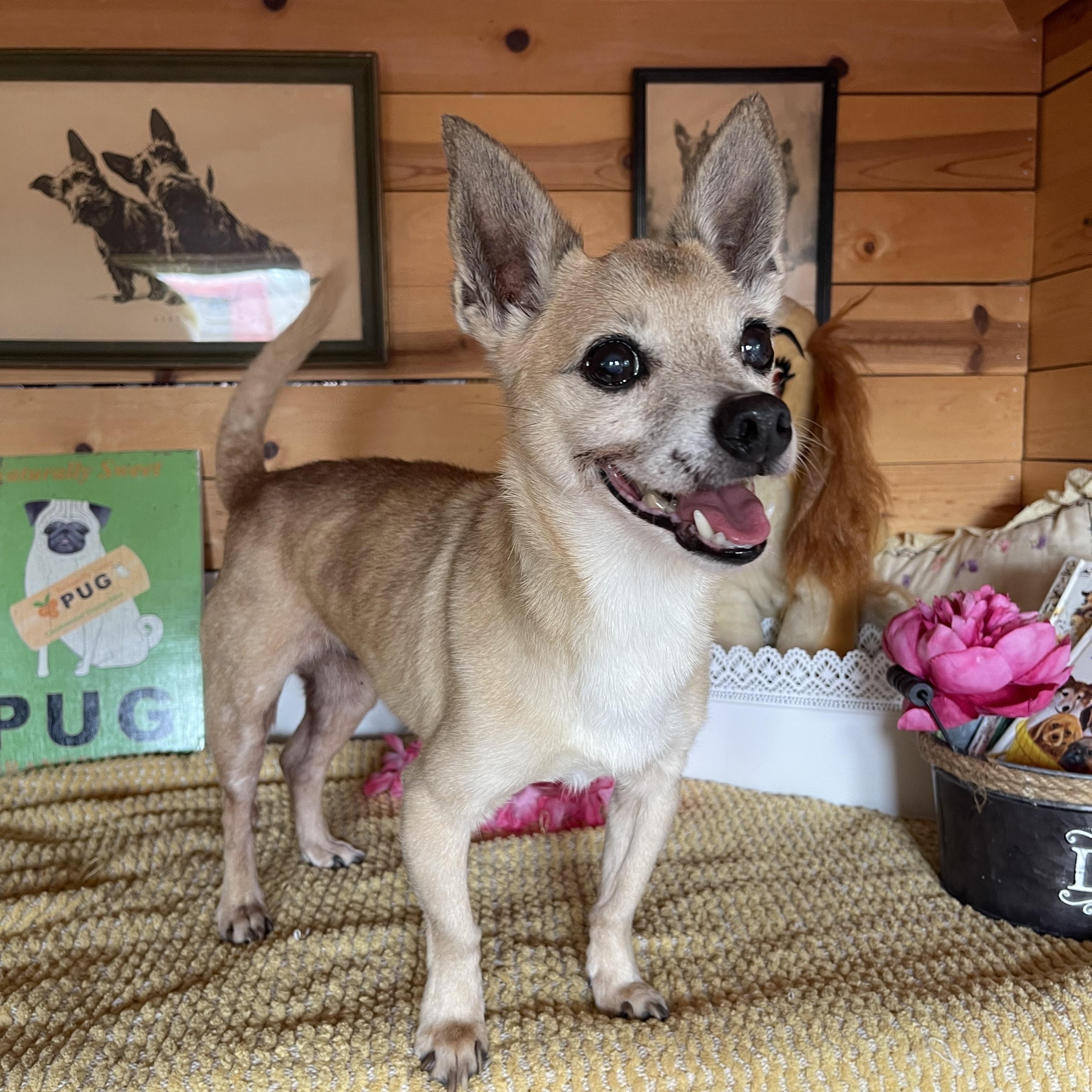 Enlarge Tony, a Adoptable Chihuahua in Vacaville, CA image 3/3