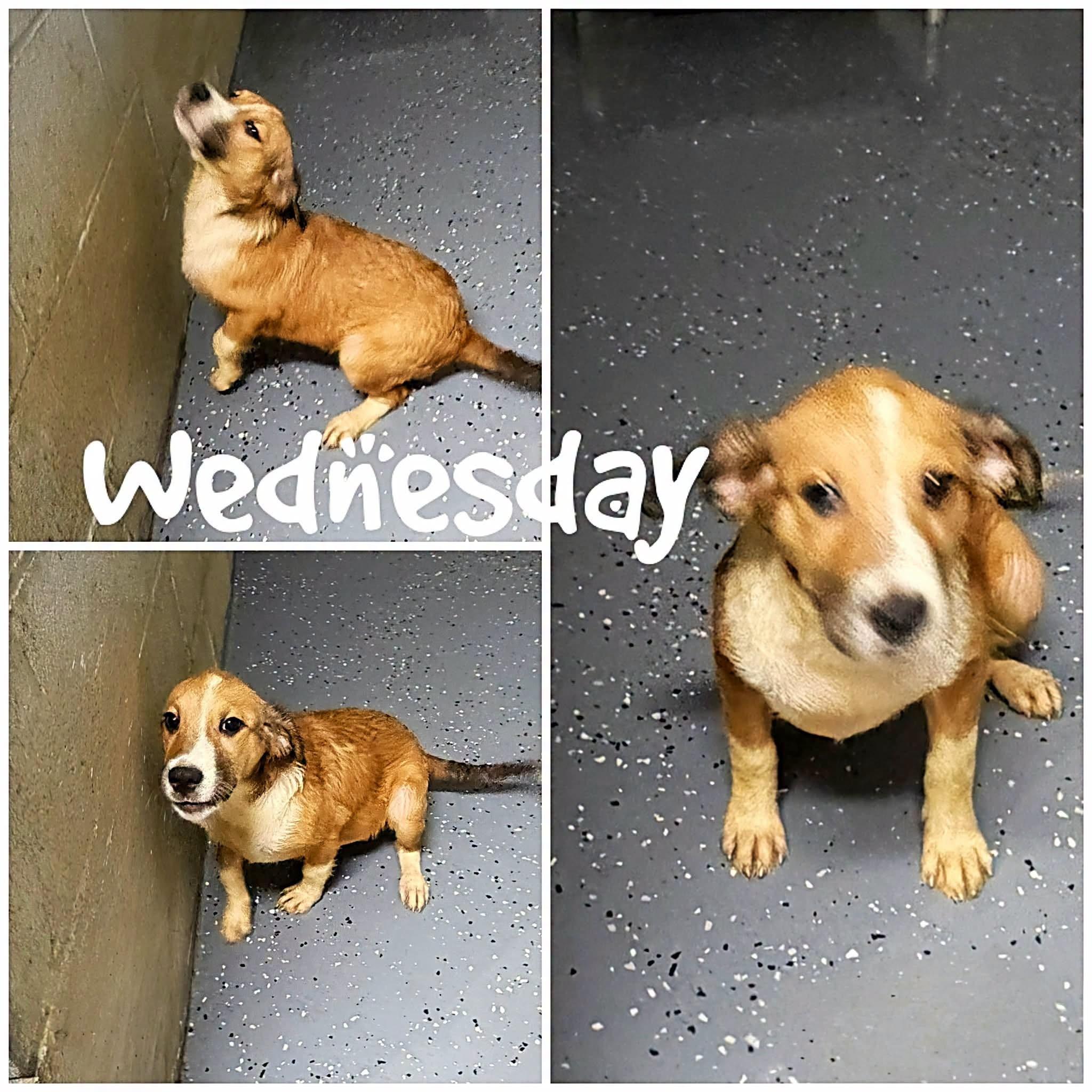 Enlarge Wednesday, a Adoptable mixed breed in Saint James, MO image 1/1
