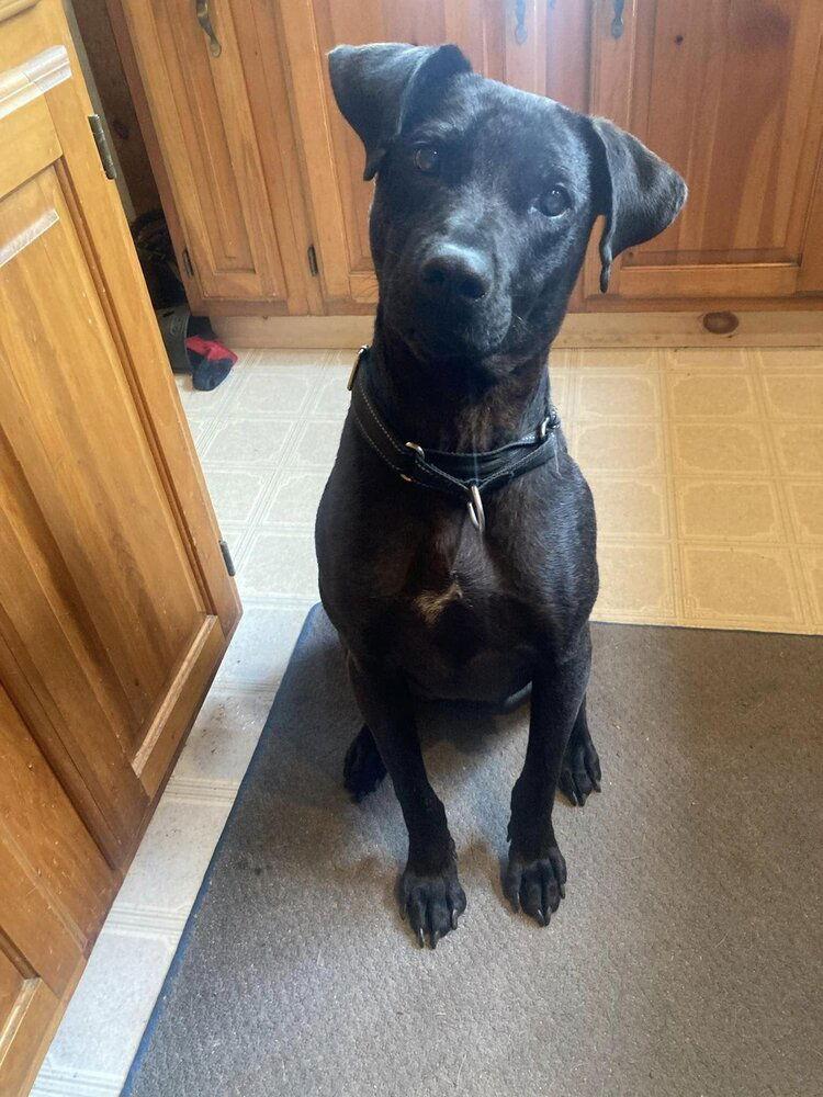 Enlarge Kaleb (AL), a Adoptable Labrador Retriever in New York, NY image 1/3