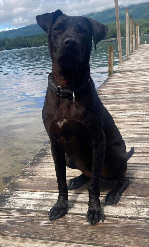 Enlarge Kaleb (AL), a Adoptable Labrador Retriever in New York, NY image 2/3