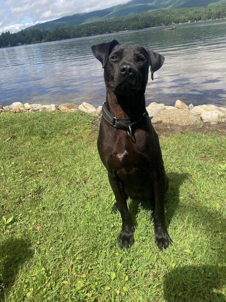Enlarge Kaleb (AL), a Adoptable Labrador Retriever in New York, NY image 3/3