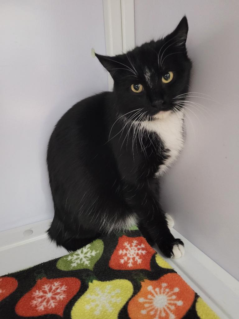 Avery 25, Adoptable, Young Female Domestic Short Hair.