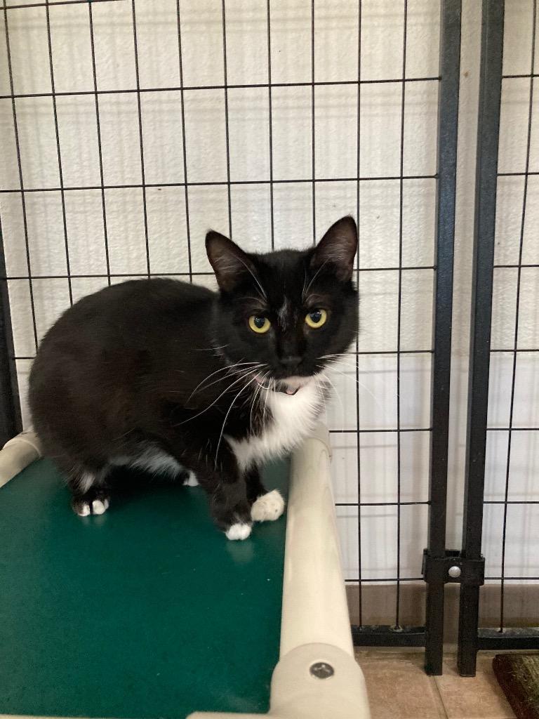 Enlarge Avery 25, a Adoptable mixed breed in Peoria, AZ image 2/4