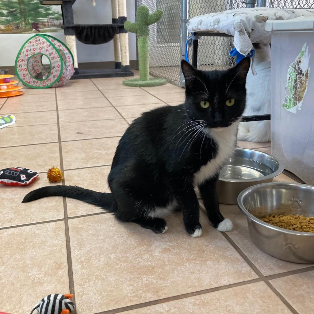 Enlarge Avery 25, a Adoptable mixed breed in Peoria, AZ image 3/4