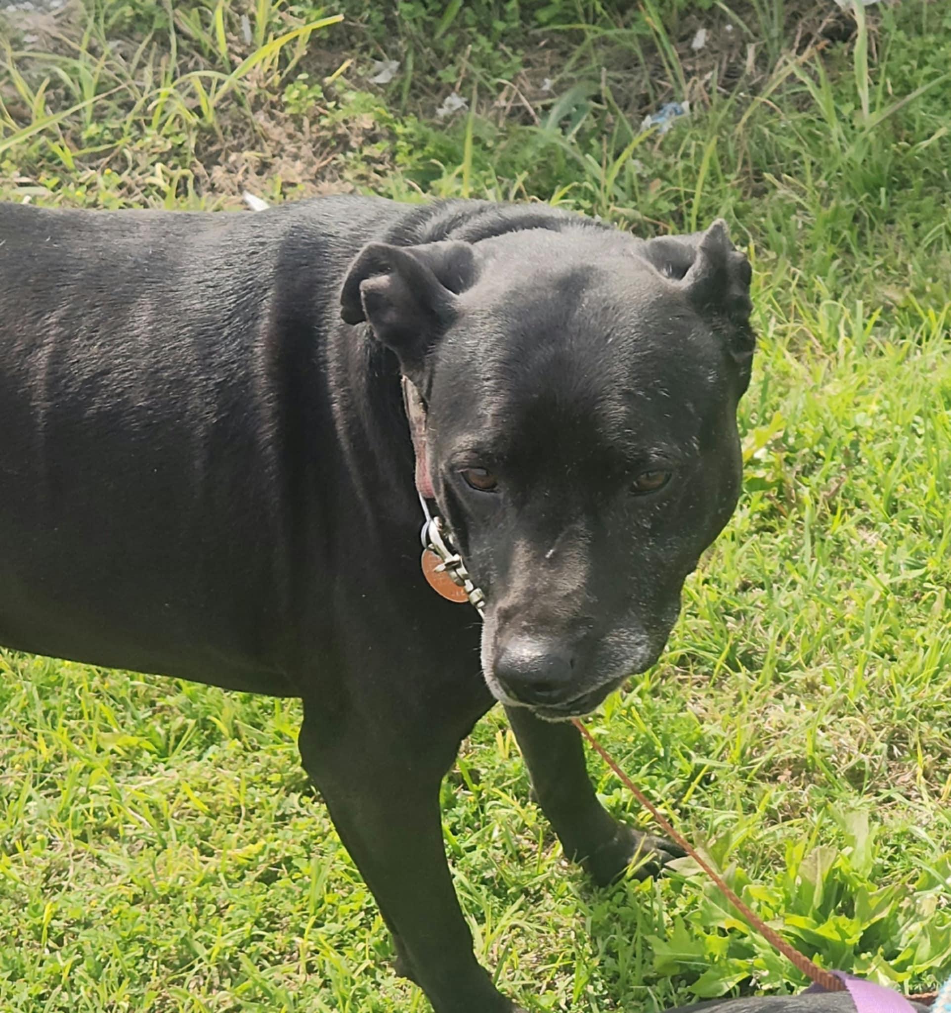 Enlarge Blackberry/Berry, a Adopted mixed breed in Six Mile, SC image 2/2