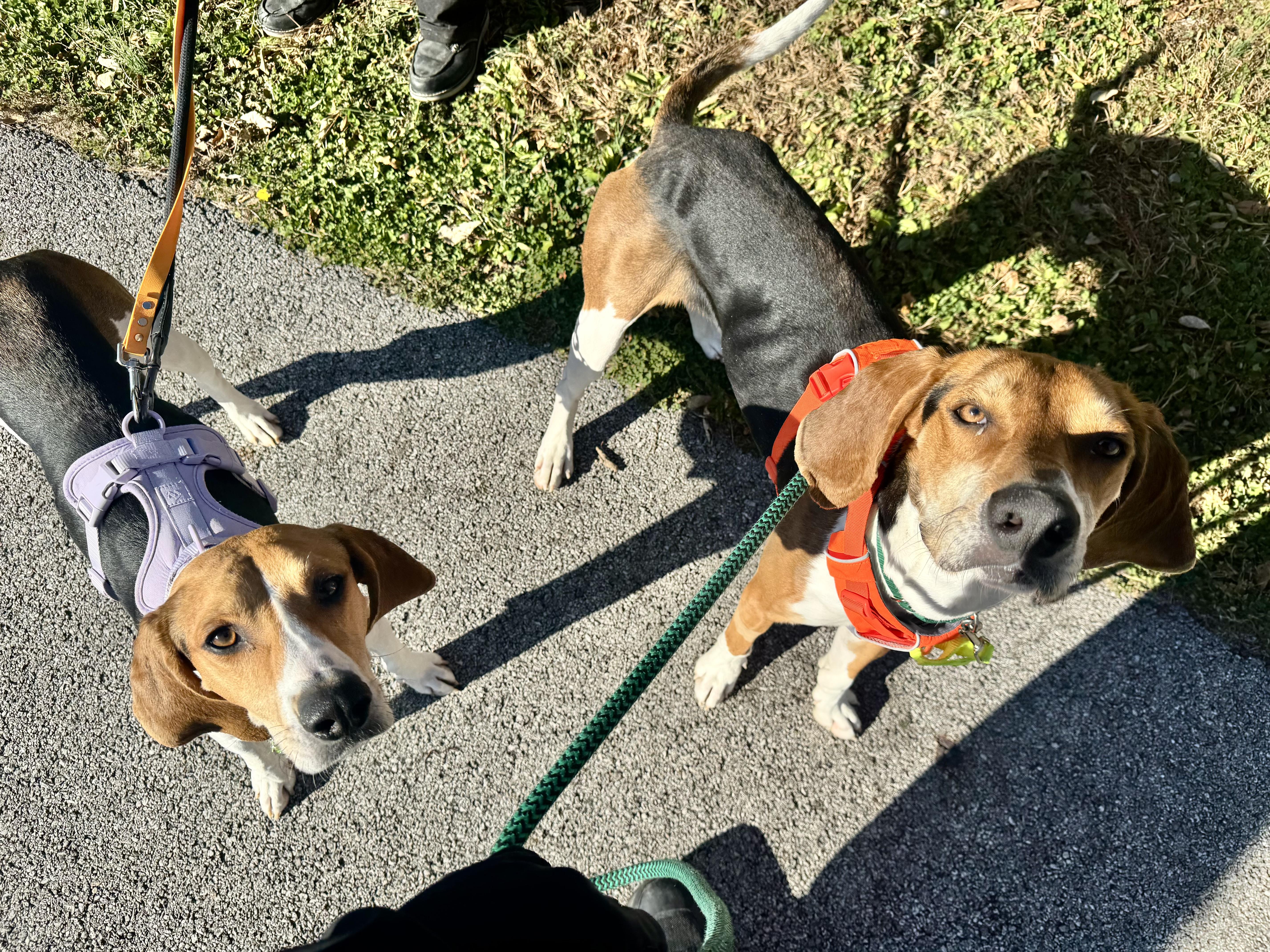 Antony, adopted, Adult Male Foxhound.