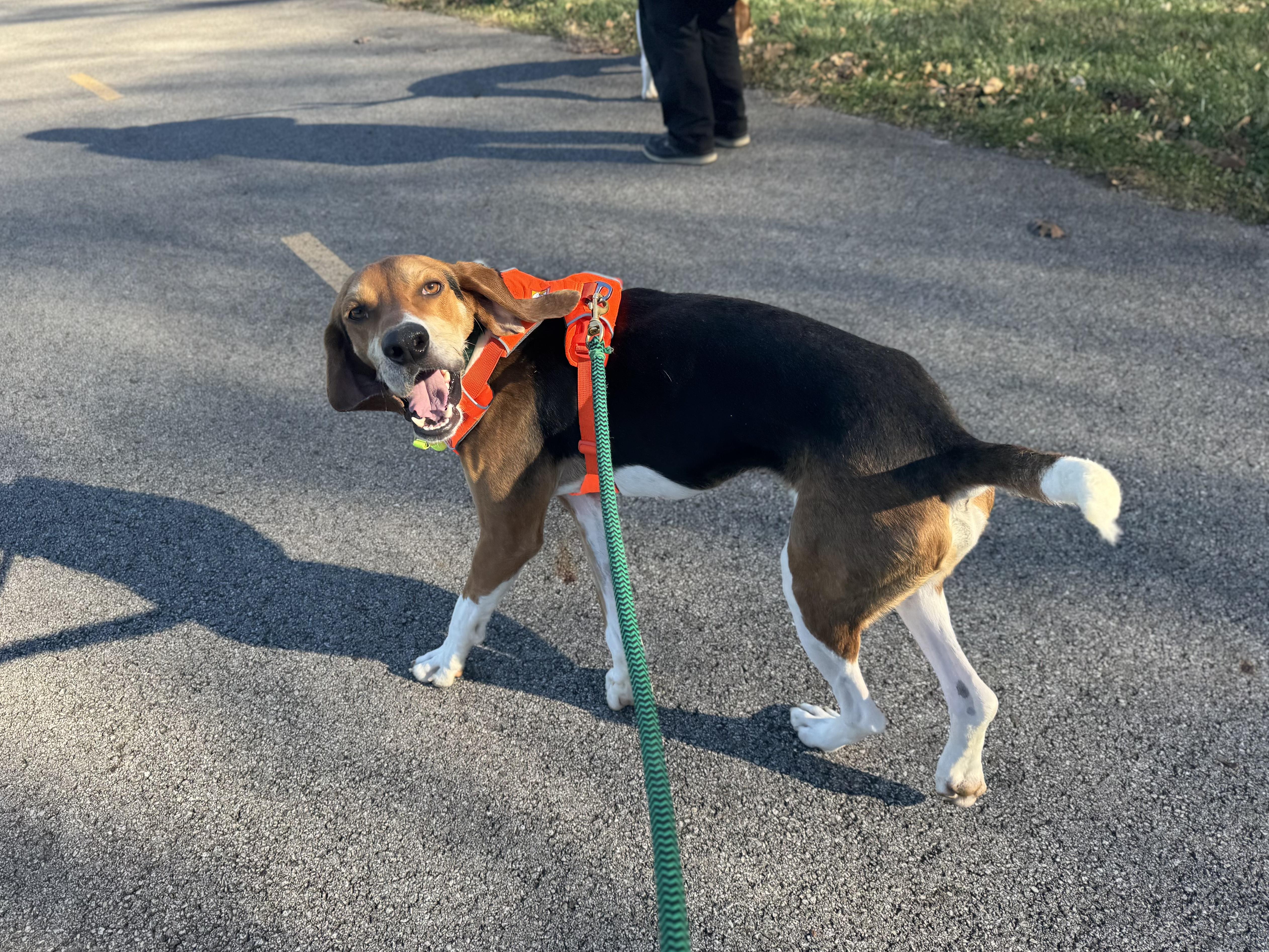 Enlarge Antony, an adopted Foxhound in Columbus, OH image 2/6