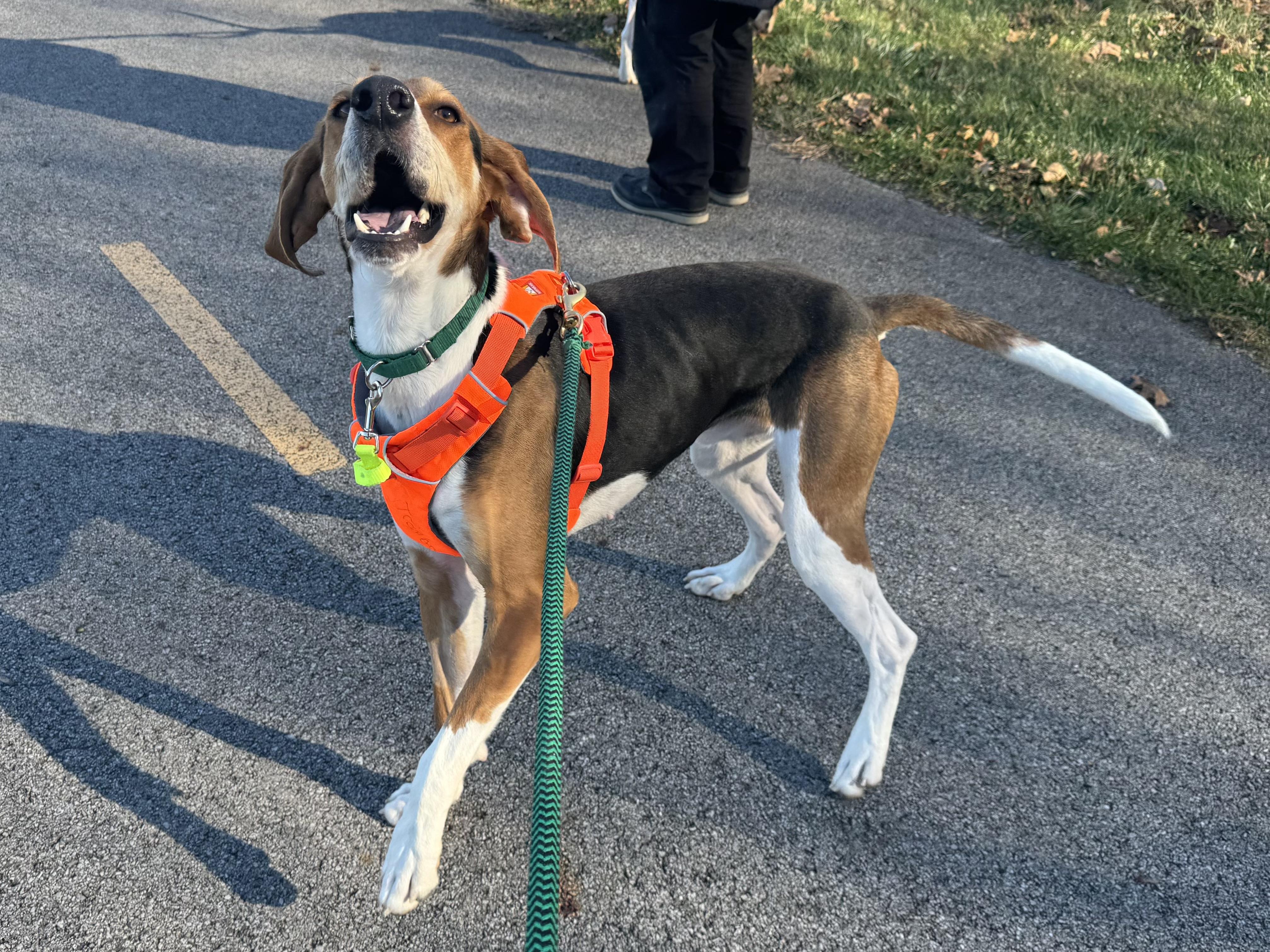 Enlarge Antony, an adopted Foxhound in Columbus, OH image 3/6