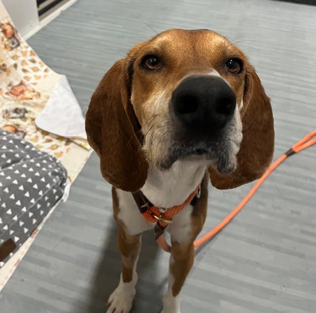 Enlarge Antony, an adopted Foxhound in Columbus, OH image 4/6