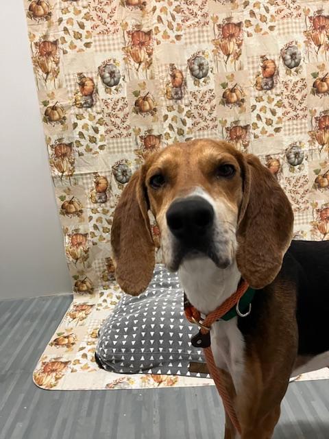 Enlarge Antony, an adopted Foxhound in Columbus, OH image 5/6