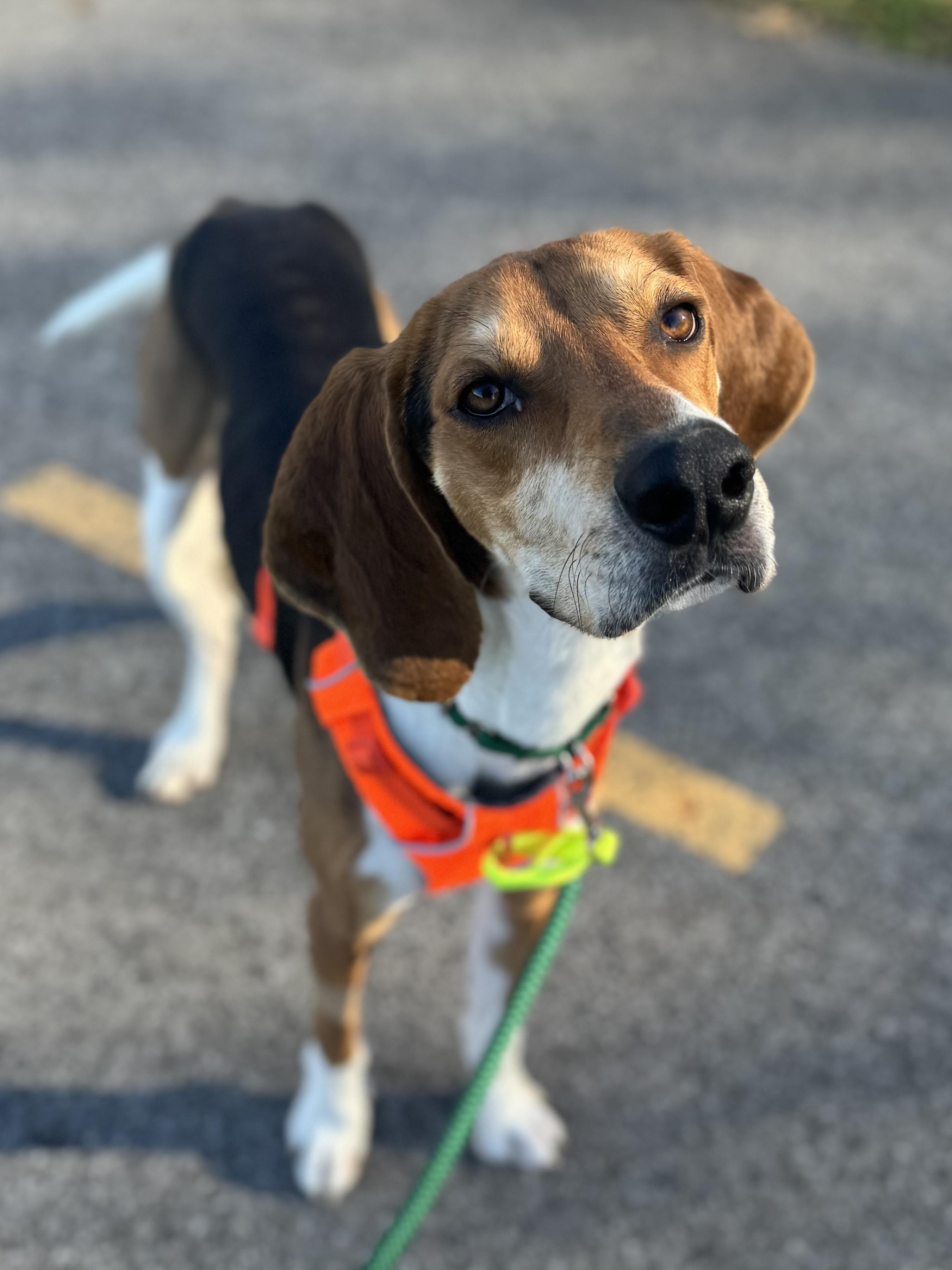 Enlarge Antony, an adopted Foxhound in Columbus, OH image 6/6