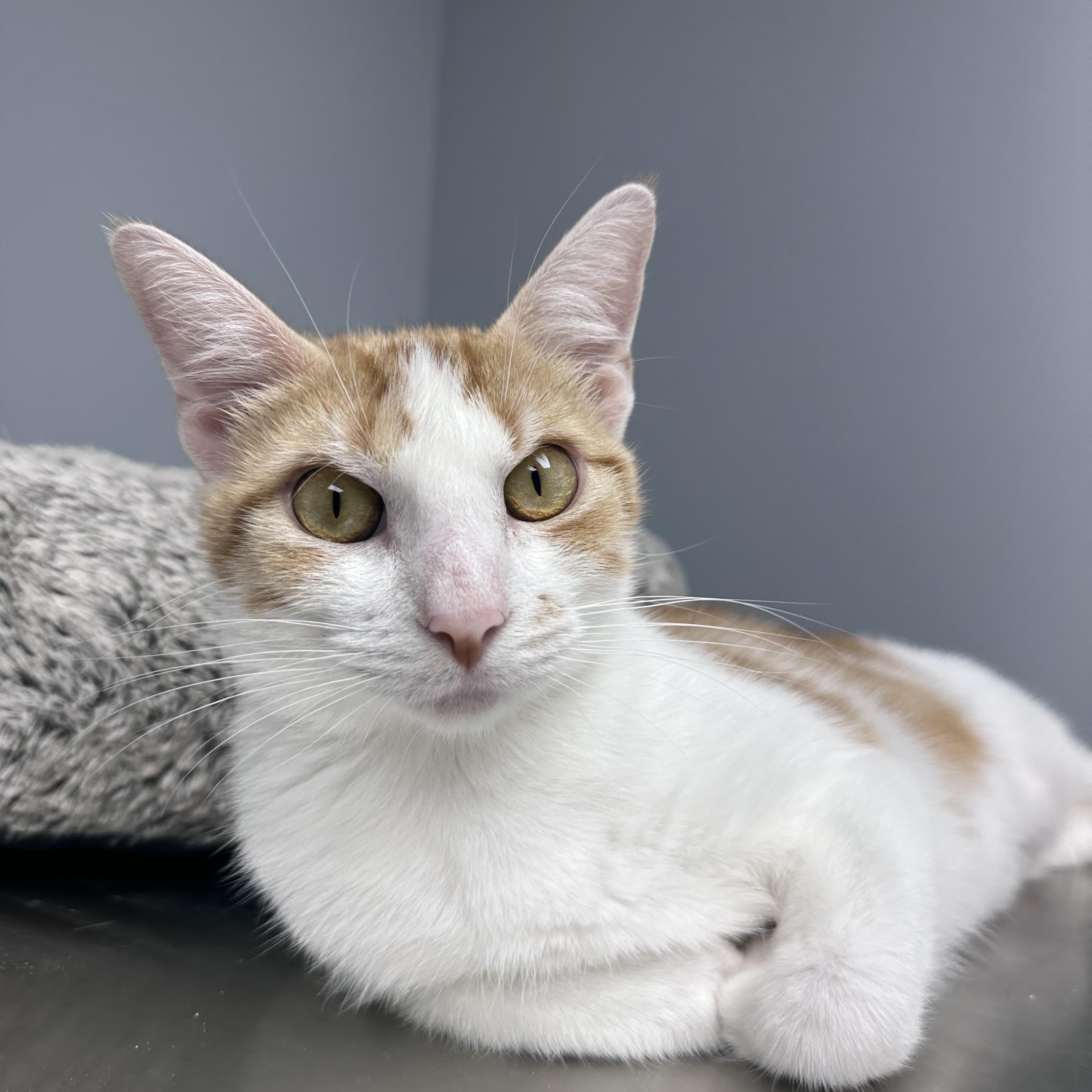 Moira, ADOPTABLE, Adult Female Domestic Short Hair.