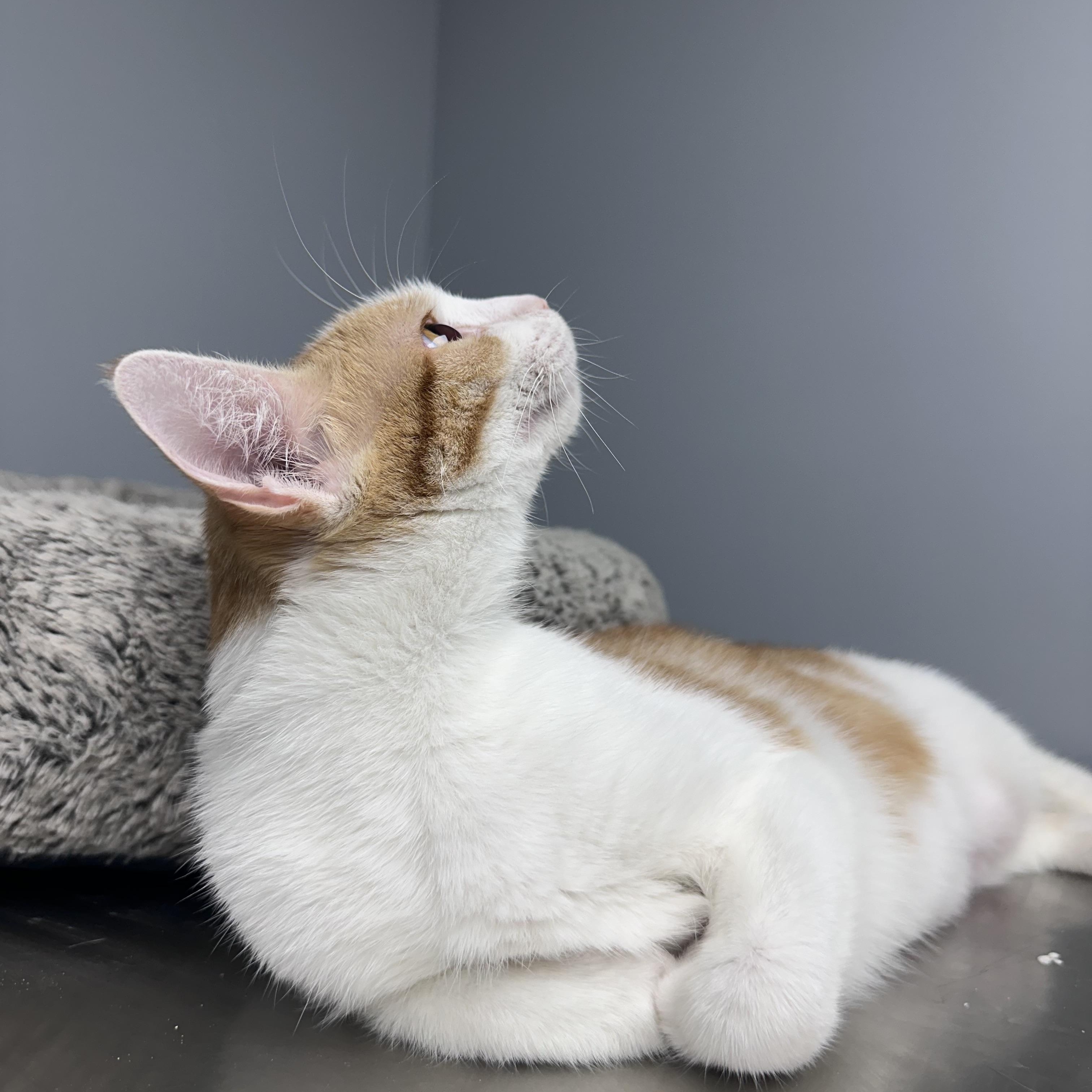 Enlarge Moira, a ADOPTABLE Domestic Short Hair in Blaine , MN image 3/3