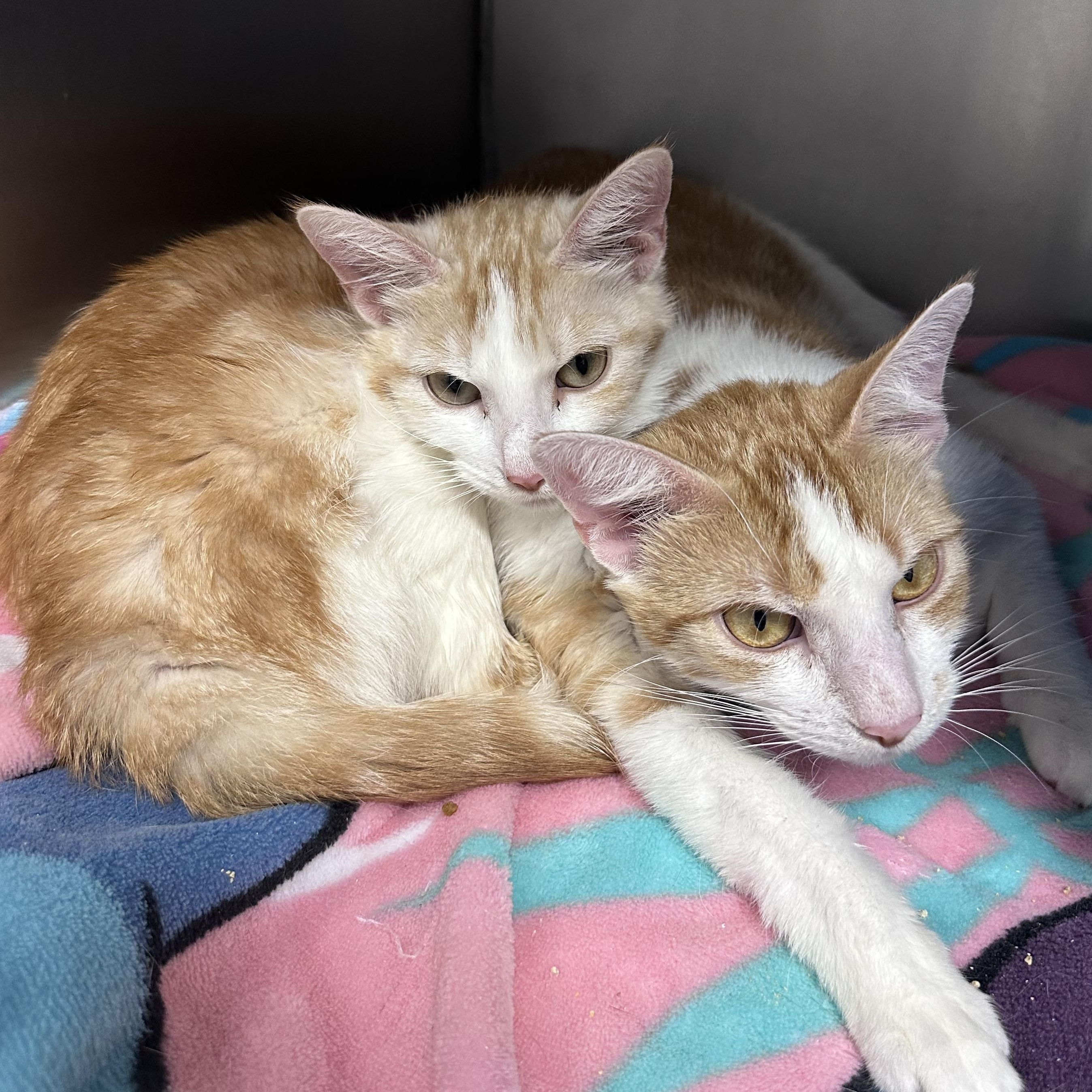 Enlarge Moira, a ADOPTABLE Domestic Short Hair in Blaine , MN image 2/3