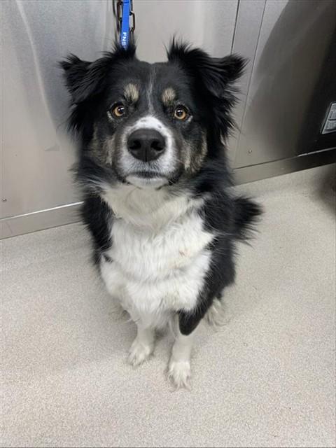 SHIESTY, Adoptable, Adult Female Australian Shepherd & Mixed Breed.