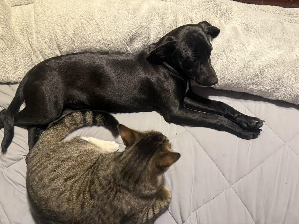 Enlarge Bonnie, a Adopted Spaniel in Bradenton, FL image 1/5