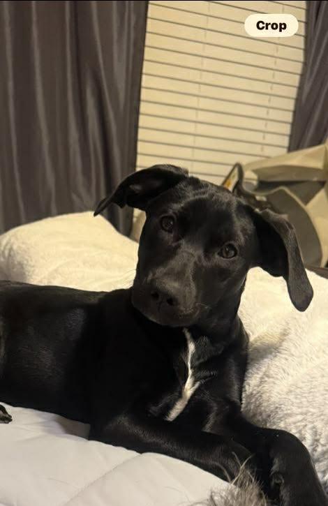 Enlarge Bonnie, a Adopted Spaniel in Bradenton, FL image 2/5