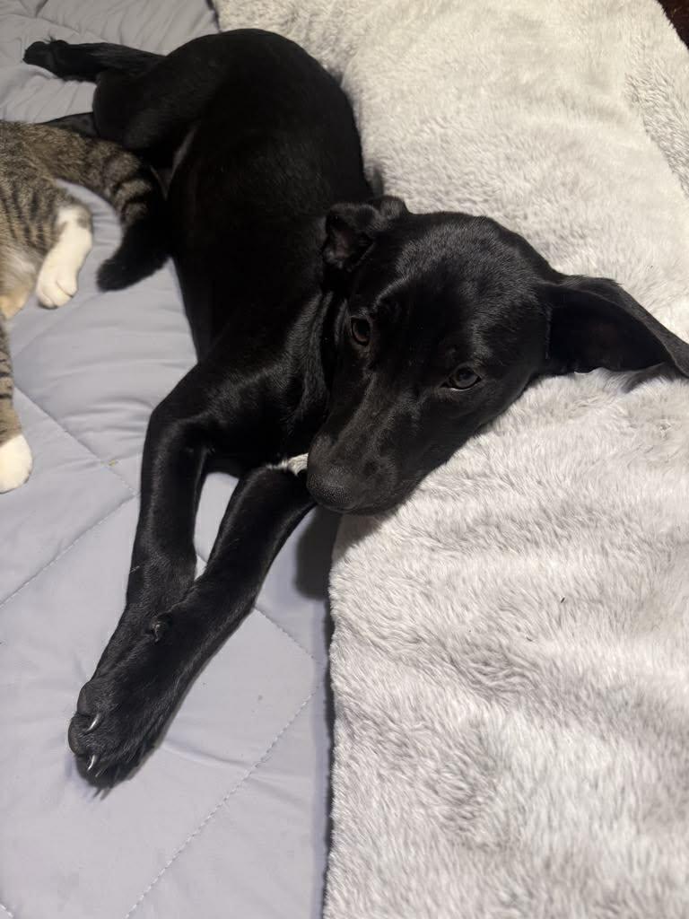 Enlarge Bonnie, a Adopted Spaniel in Bradenton, FL image 4/5