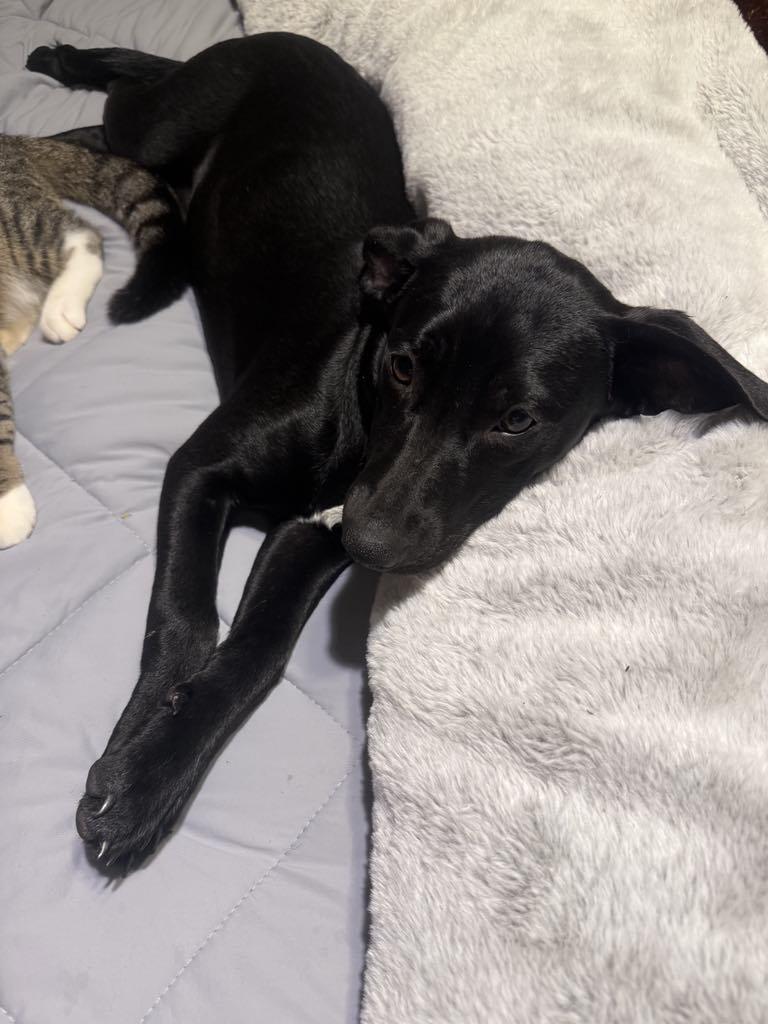 Enlarge Bonnie, a Adopted Spaniel in Bradenton, FL image 5/5