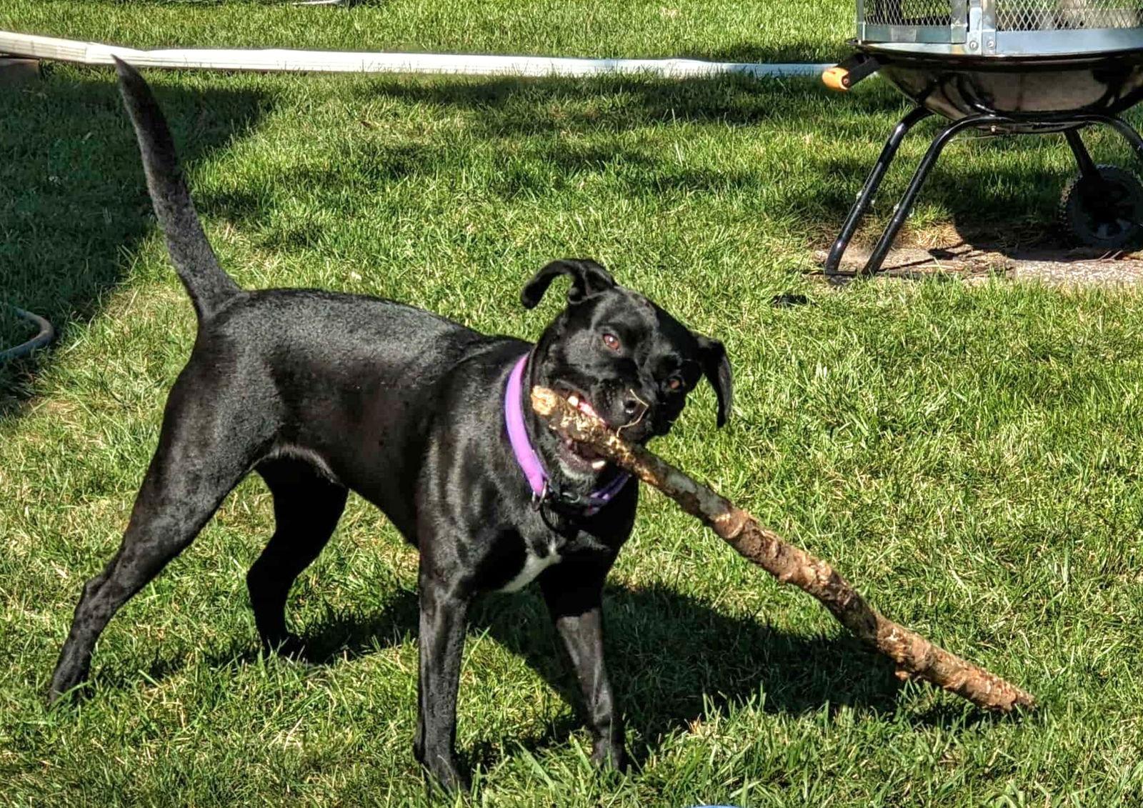 Mazie FKA Ducky, Adoptable, Adult Female Labrador Retriever.