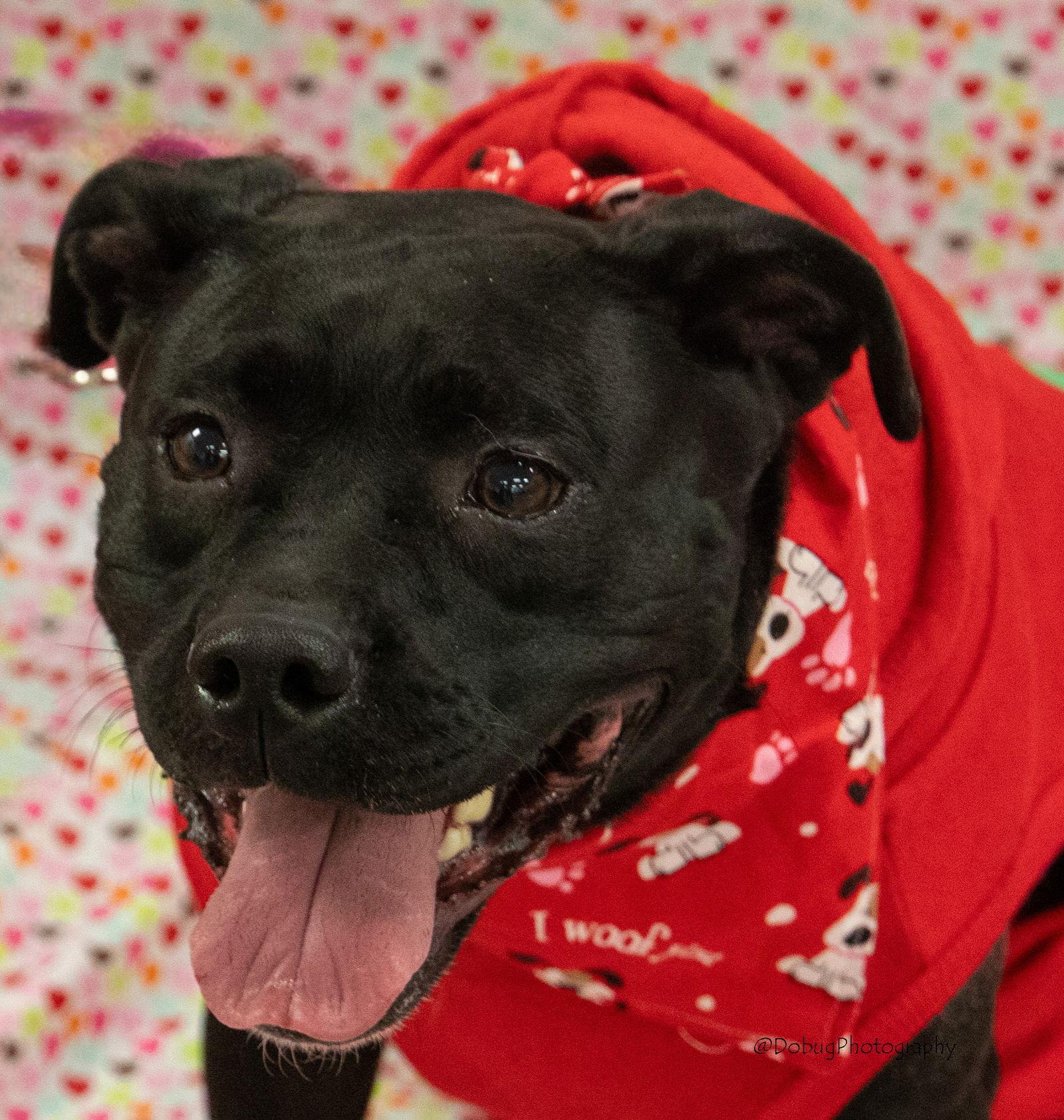 Enlarge Mazie FKA Ducky, a Adoptable Labrador Retriever in Elgin, IL image 2/3