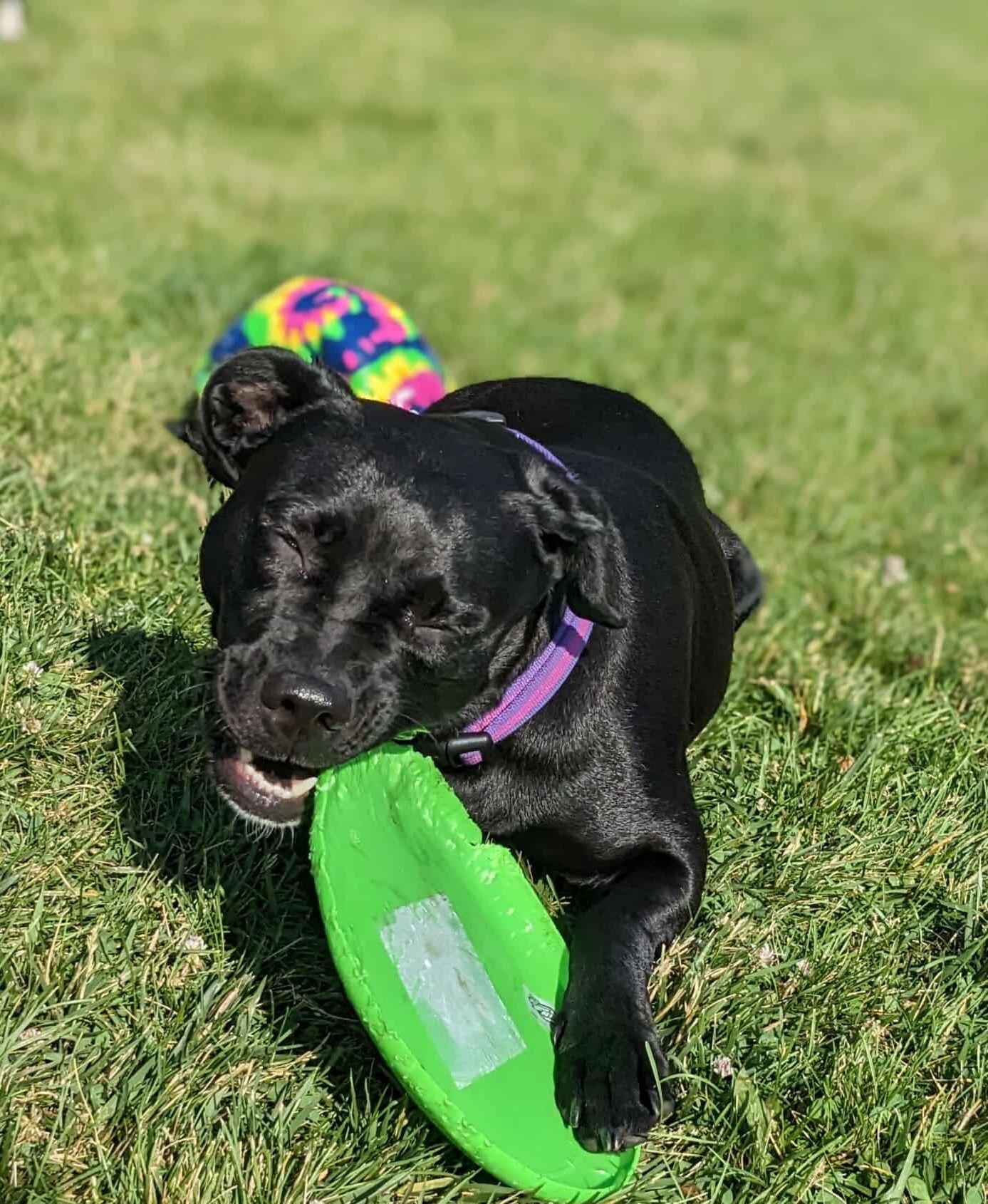Enlarge Mazie FKA Ducky, a Adoptable Labrador Retriever in Elgin, IL image 3/3