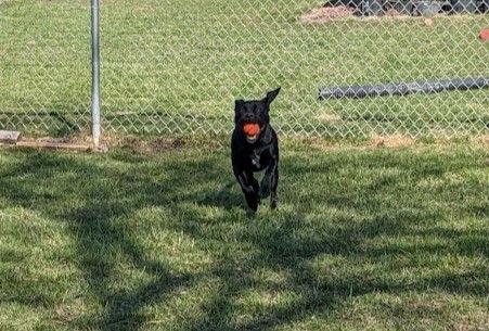 Mazie FKA Ducky, a Adoptable Labrador Retriever in Elgin, IL image 3/3