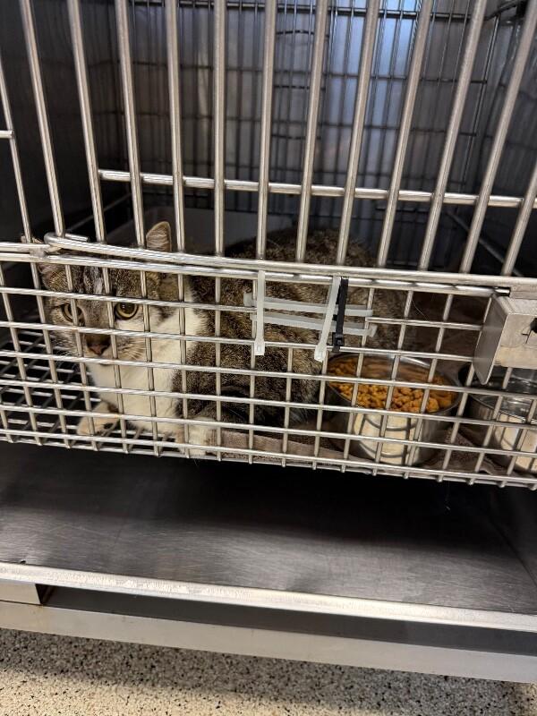 Catniss, Adoptable, Adult Female Domestic Short Hair.