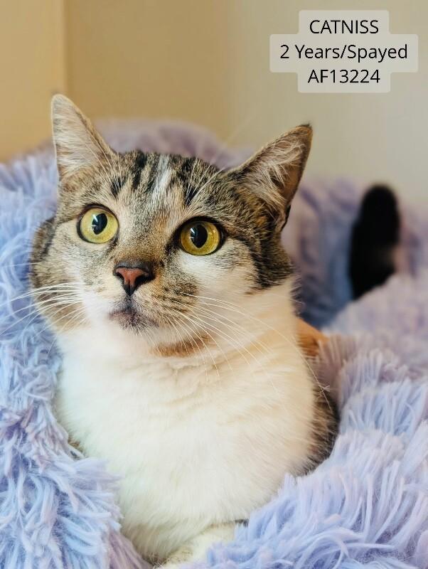 Enlarge Catniss, a Adoptable Domestic Short Hair in Supply, NC image 2/2