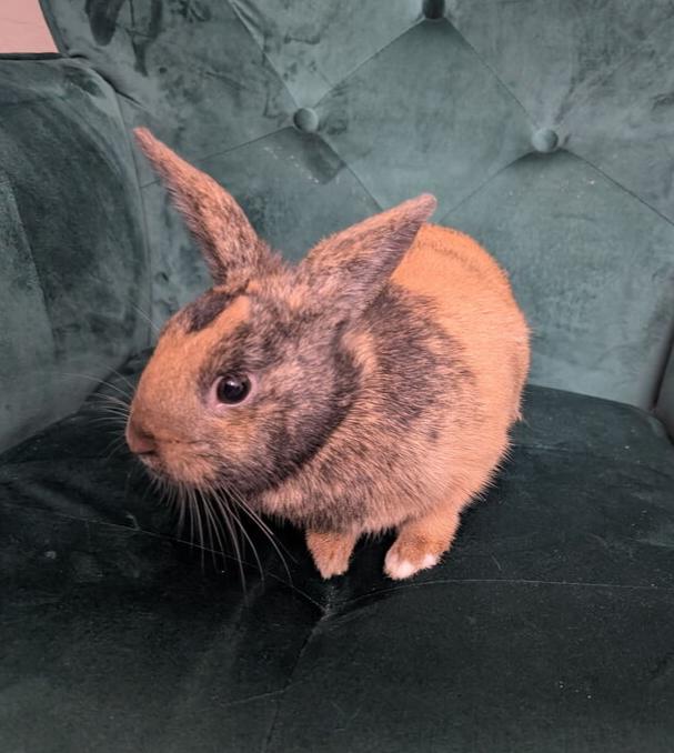 Honey, Adoptable, Baby Female Harlequin.