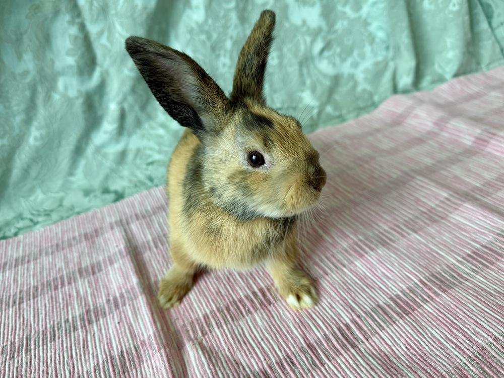 Honey, Adoptable, Baby Female Harlequin.