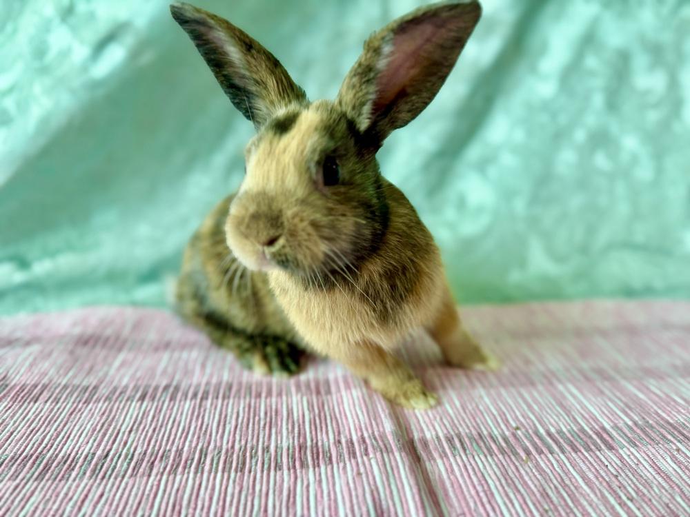 Enlarge Honey, a Adoptable mixed breed in Naples, FL image 2/5