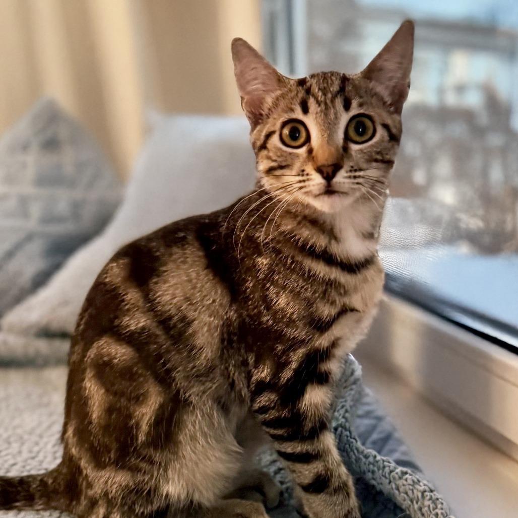 Enlarge Argyle, a Adoptable Domestic Short Hair in Chapel Hill, NC image 1/3