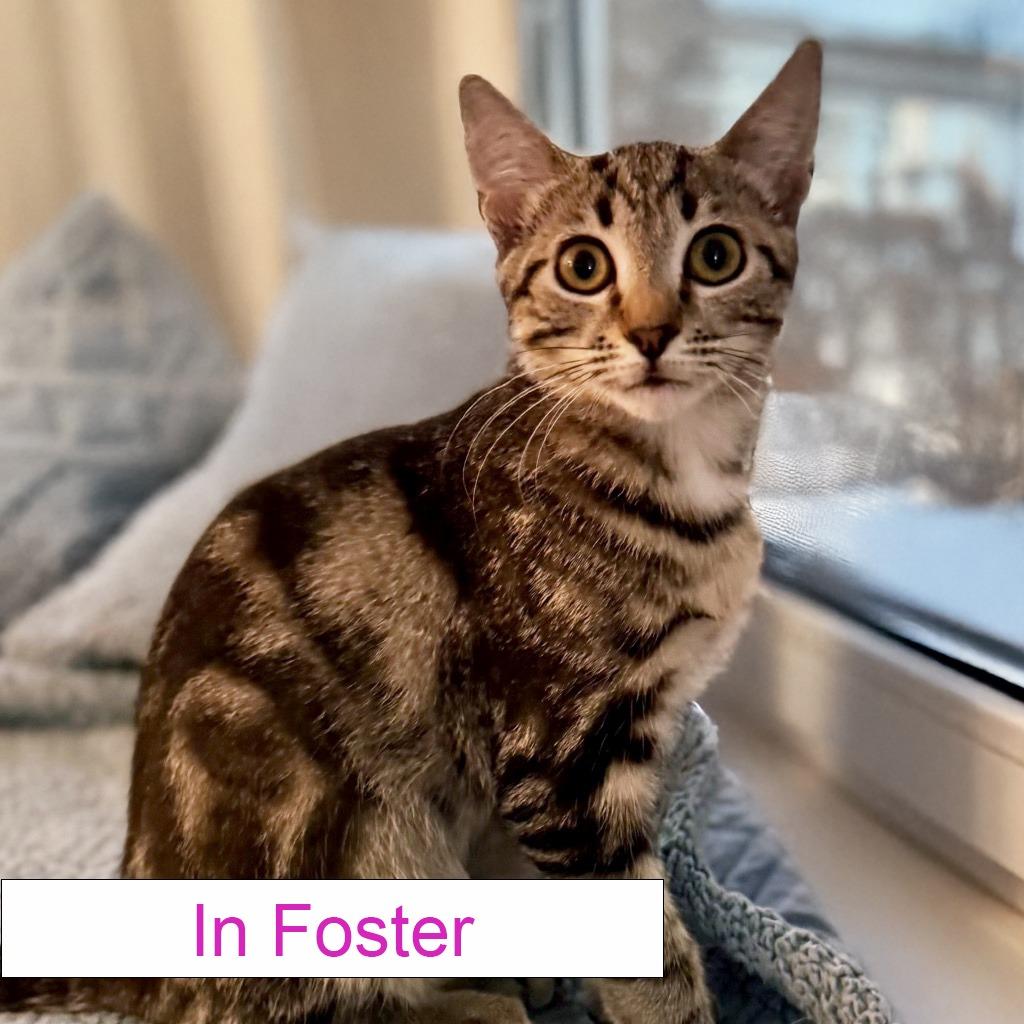 Enlarge Argyle, a Adoptable Domestic Short Hair in Chapel Hill, NC image 2/3