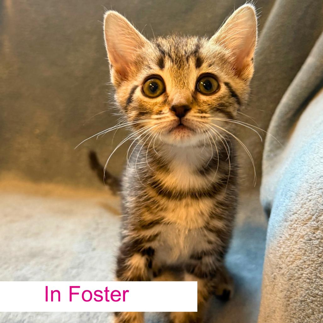 Argyle, Adoptable, Kitten Female Domestic Short Hair.