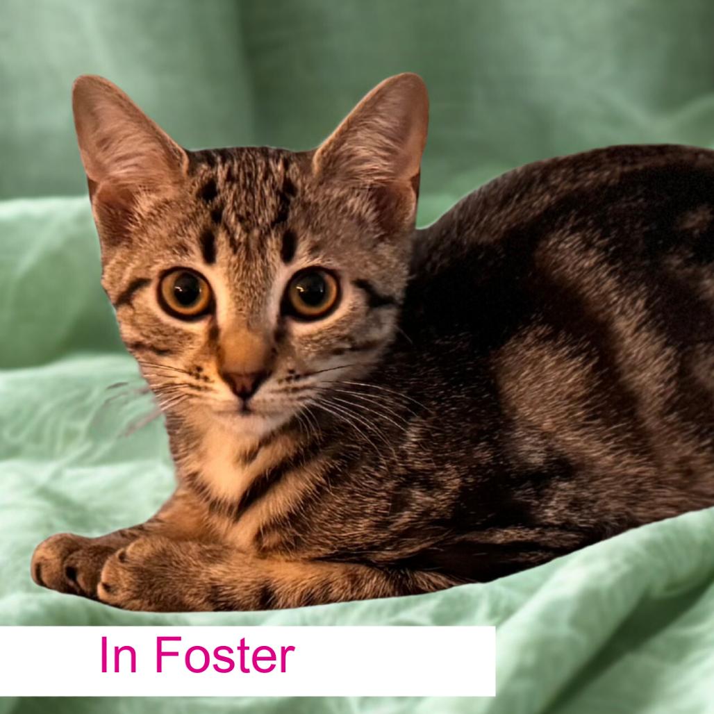 Enlarge Argyle, a Adoptable Domestic Short Hair in Chapel Hill, NC image 3/3