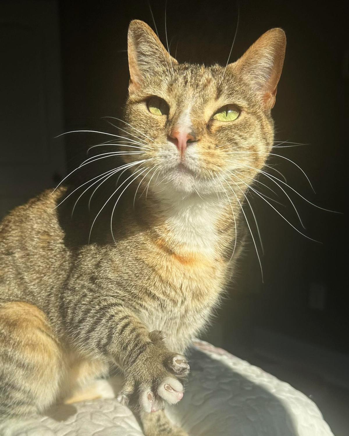 Candy, a Adoptable mixed breed in Frisco, TX image 1/4