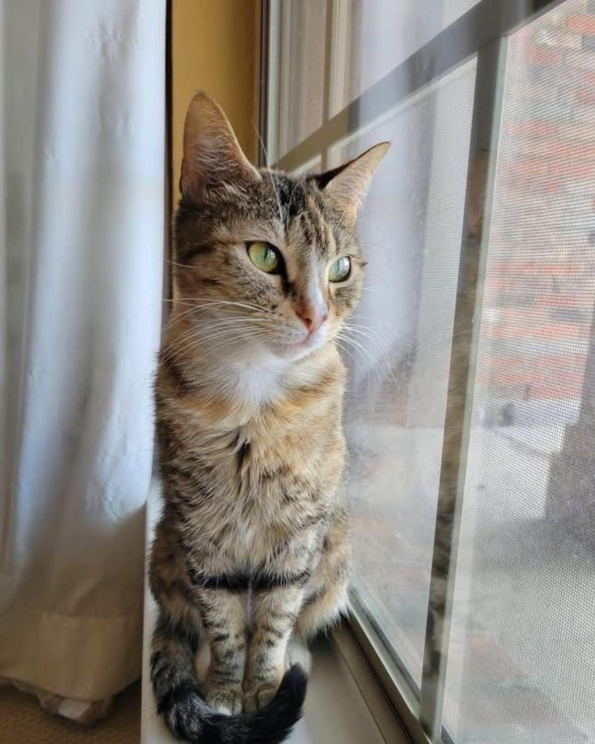 Candy, a Adoptable mixed breed in Frisco, TX image 2/4