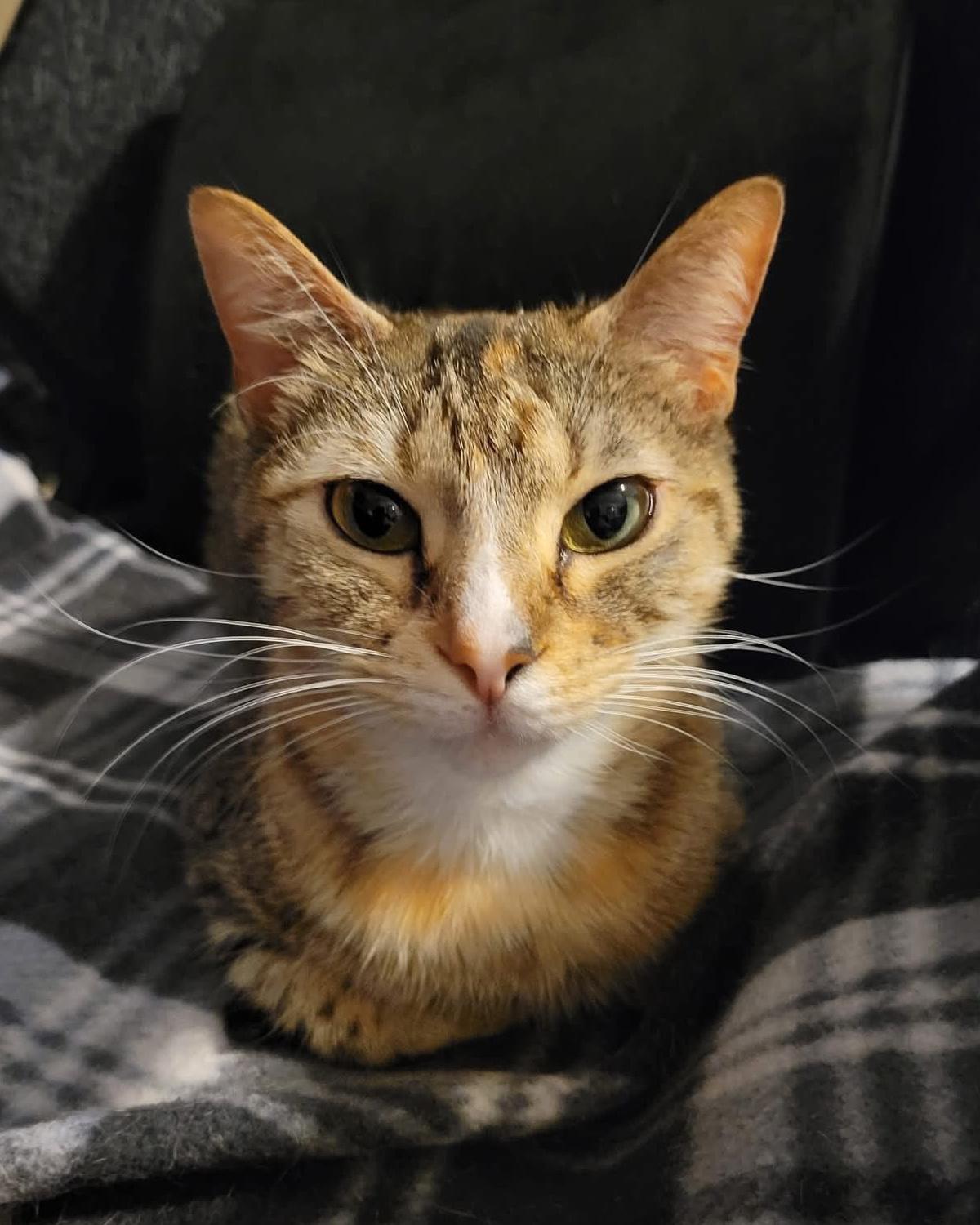 Candy, a Adoptable mixed breed in Frisco, TX image 3/4