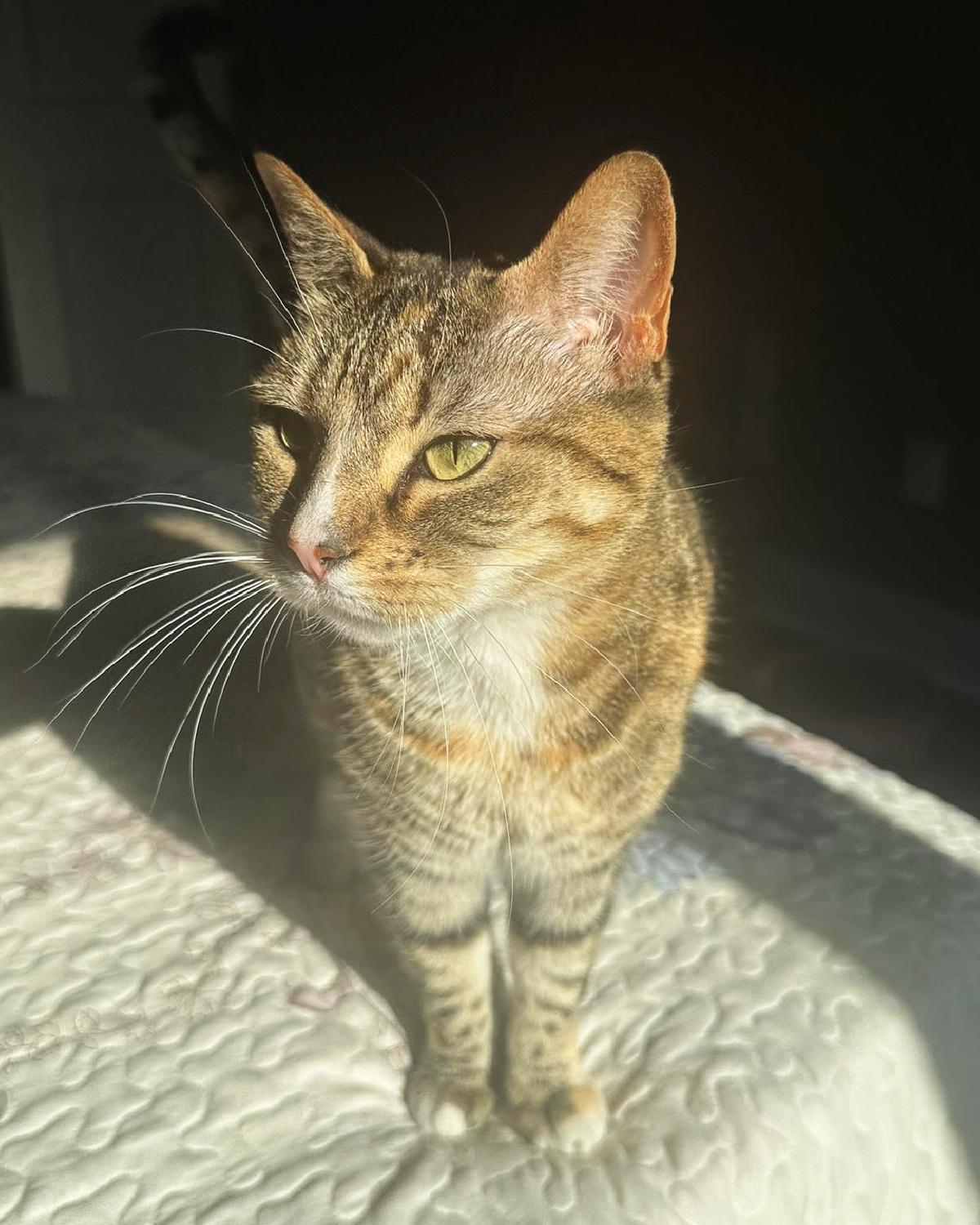 Candy, a Adoptable mixed breed in Frisco, TX image 4/4