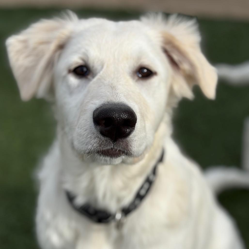Enlarge Rose, a Adoptable Great Pyrenees in St. Clair, MO image 1/6