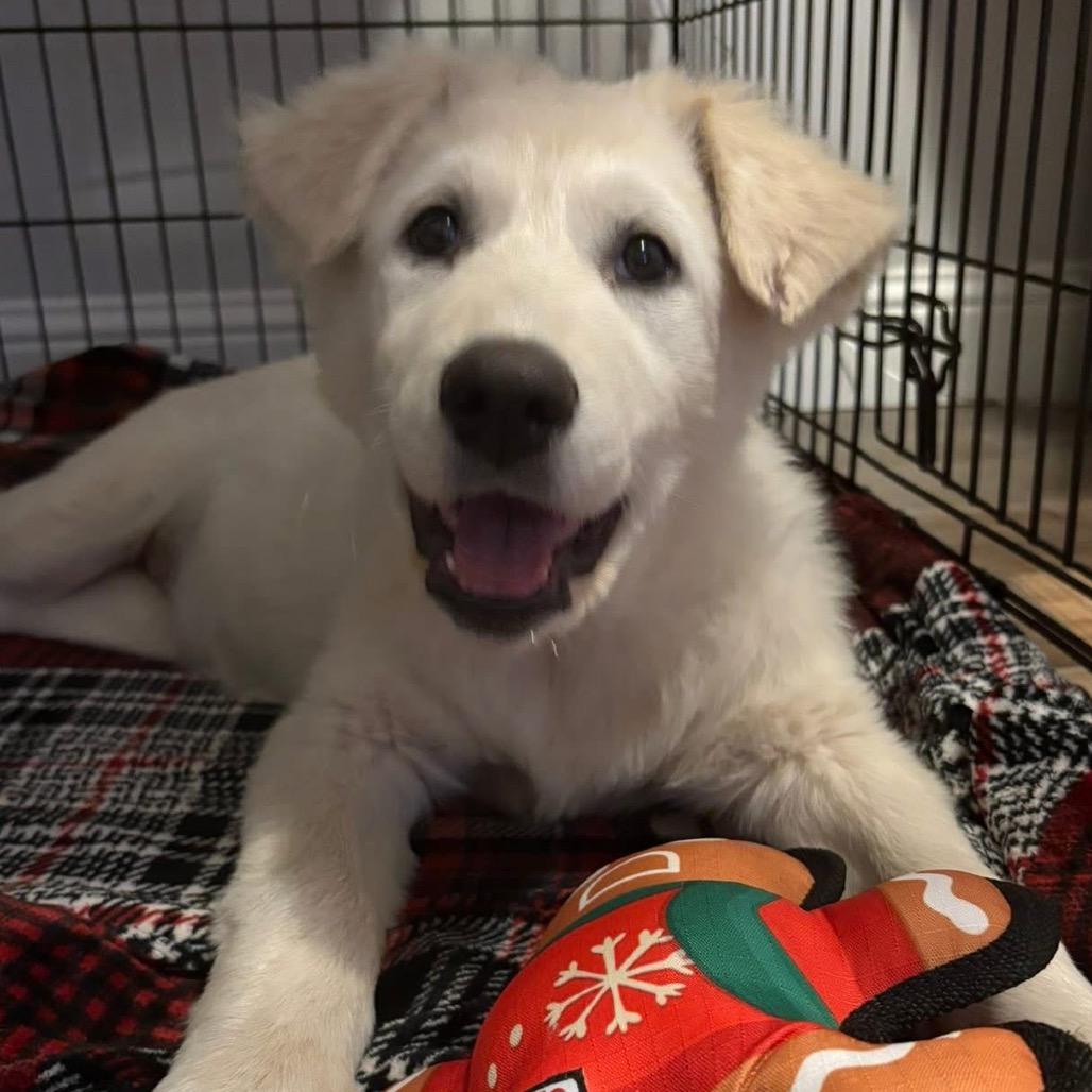 Rose, Adoptable, Puppy Female Great Pyrenees.